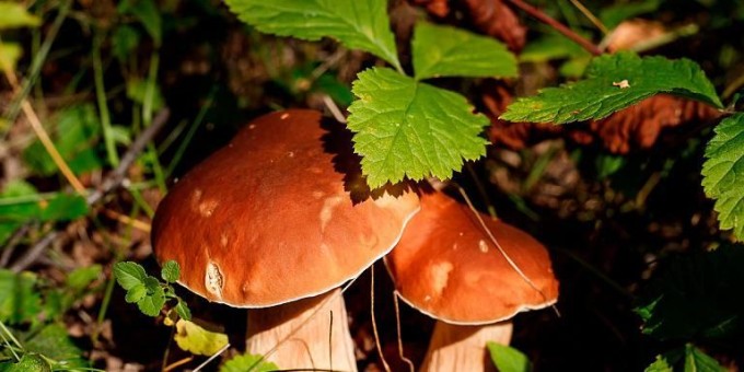 Учёные выяснили, что грибы снижают риск развития рака