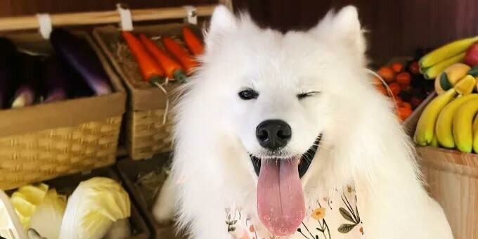 Китайцы заставляют собак работать в кафе, чтобы они окупали свой корм.