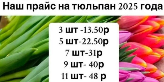 Один из фермеров сообщил о ценах на тюльпаны к 8 марта