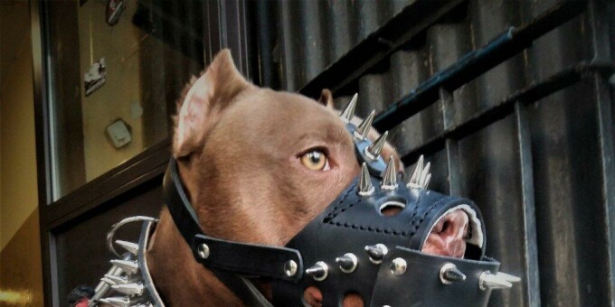 Милиция предупреждает о штрафах за выгул собак без намордника в Беларуси